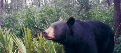 No longer threatened with extinction in Florida, black bears could ... - jacksonville.com