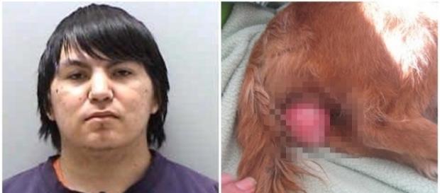 Homem é preso por estuprar um cachorro Homem é preso por estuprar um cachorro