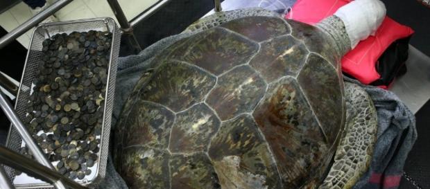 Tartaruga acumulou mais de 1000 reais no estômago (Foto: globo.com) Tartaruga acumulou mais de 1000 reais no estômago (Foto: globo.com)