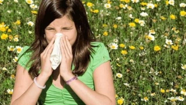I probiotici attenuano i sintomi da raffreddore da fieno o rinite allergica.