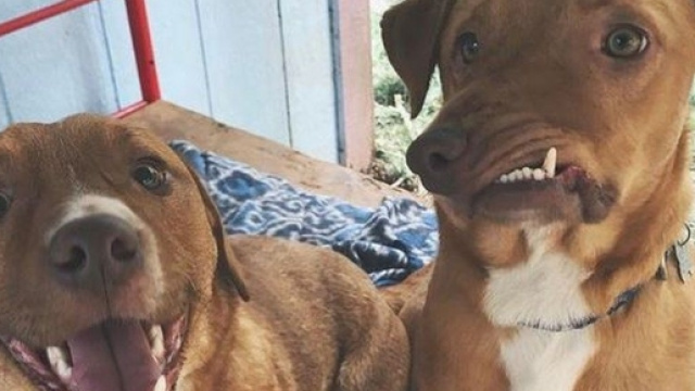 Picasso, il cane con il muso deformato.