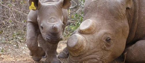 Parigi: uccidono un rinoceronte per strappargli il corno