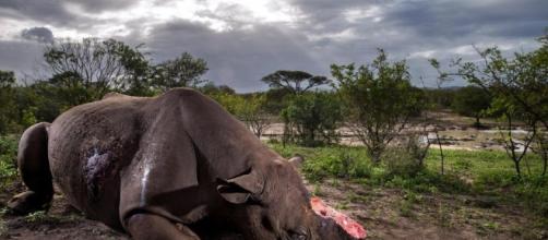 Rinoceronte ucciso a Parigi: corno strappato dai bracconieri