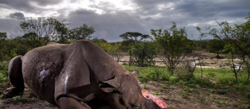 Rinoceronte ucciso a Parigi: corno strappato dai bracconieri