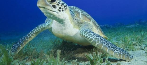 Green Sea Turtle swallowed 900 coins - nationalgeographic.com Green Sea Turtle swallowed 900 coins - nationalgeographic.com