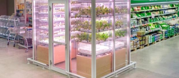 Is Urban Farming Only for Rich Hipsters? - psfk.com Is Urban Farming Only for Rich Hipsters? - psfk.com