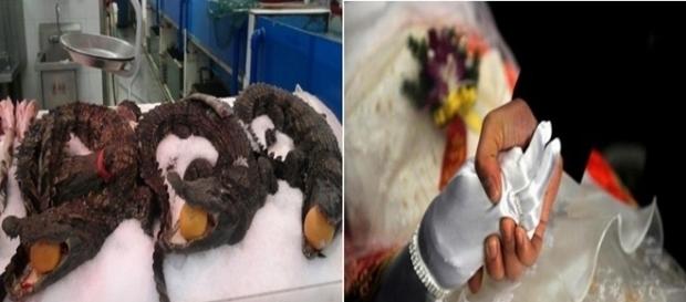 Noiva cadáver, crocodilos e outras coisas que na China são comuns Noiva cadáver, crocodilos e outras coisas que na China são comuns