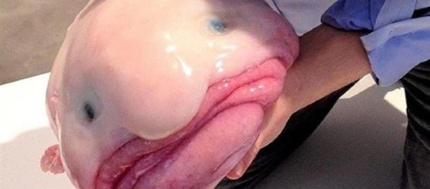 Peixe bolha vive muito tempo porque cuida da própria vida Peixe bolha vive muito tempo porque cuida da própria vida