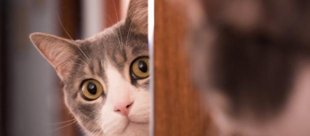 Posso deixar o meu gato sozinho quando viajar? Posso deixar o meu gato sozinho quando viajar?
