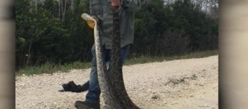 106 Burmese pythons captured in Florida hunt - CBS News - cbsnews.com