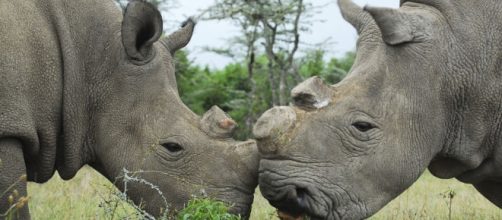 Animales: La ciencia ayuda al rinoceronte blanco: fecundación in ... - elconfidencial.com