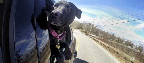 Bill would ban dogs from roaming about vehicles, hanging out ... - pressherald.com