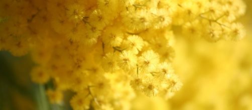 Mimosa: curiosità sul simbolo della Festa della Donna, perchè si regala