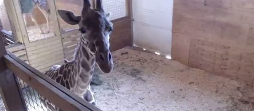 WATCH LIVE: April the giraffe prepares to give birth | WBNS-10TV ... - 10tv.com