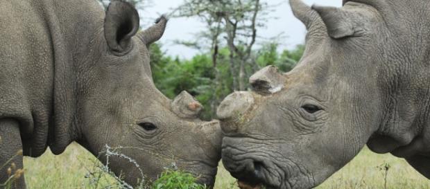 Animales: La ciencia ayuda al rinoceronte blanco: fecundación in ... - elconfidencial.com Animales: La ciencia ayuda al rinoceronte blanco: fecundación in ... - elconfidencial.com