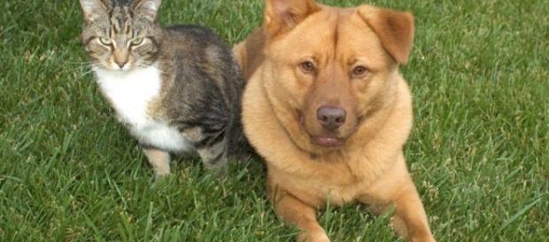 Hunde und Katzen verstehen - PETAkids - petakids.de Hunde und Katzen verstehen - PETAkids - petakids.de
