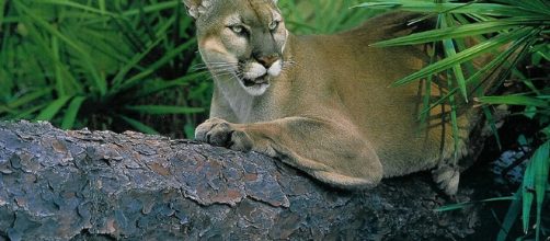 Habitat Protection For The Florida Panther | The Conservation Fund - conservationfund.org
