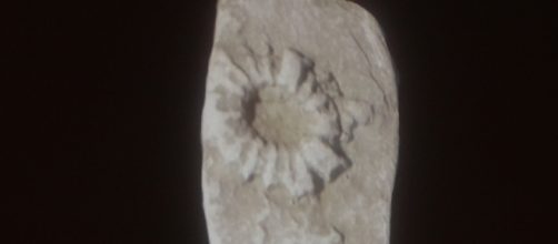 Icnofossile della specie lorenzinia, esposto al museo di storia naturale di piacenza, l'11 marzo