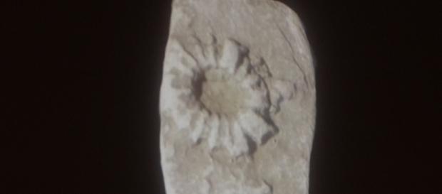 Icnofossile della specie lorenzinia, esposto al museo di storia naturale di piacenza, l'11 marzo Icnofossile della specie lorenzinia, esposto al museo di storia naturale di piacenza, l'11 marzo