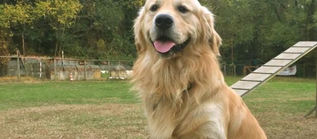 perro se acuerda de lo que has hecho - lavanguardia.com perro se acuerda de lo que has hecho - lavanguardia.com