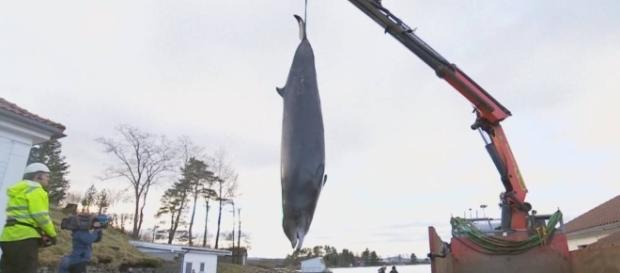 Vídeo: Encuentran 30 bolsas de plástico dentro de una ballena ... - elpais.com Vídeo: Encuentran 30 bolsas de plástico dentro de una ballena ... - elpais.com