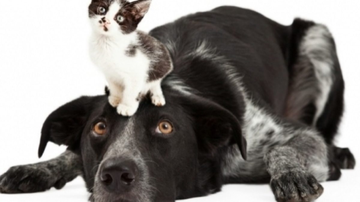 is-cat-and-dog-meat-legal-in-the-us