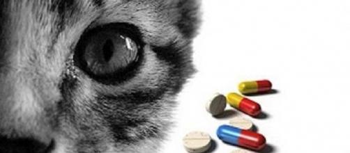 Medicamentos prejudiciais para gatos