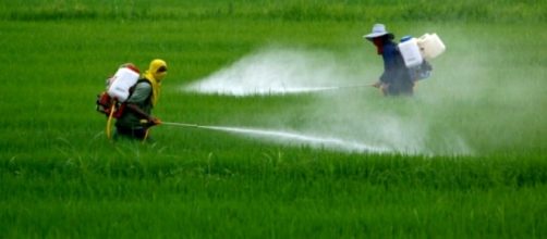 Aumentano i casi di autismo negli Stati Uniti legati all'uso di pesticidi