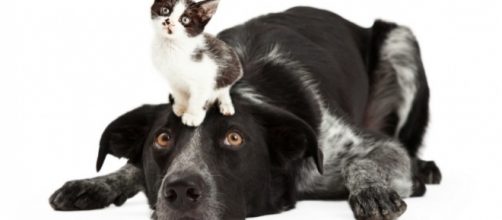 Killing dogs and cats for meat is still legal in 44 U.S. states ... - inhabitat.com