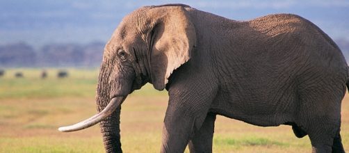 Sud Africa, elefante uccide operatrice: collega ferita