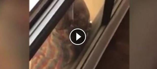 Vídeo com mulher pendurada em janela implorando socorro choca o mundo. Vídeo com mulher pendurada em janela implorando socorro choca o mundo.