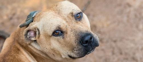What Is Dog Fighting, and What Can You Do To Stop It? | ASPCA - aspca.org