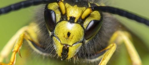 Insetti alieni, l'allarme del Siaaic