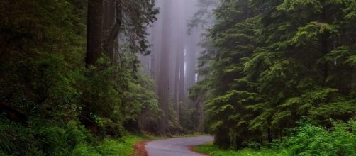 Inside Redwood National Park. tpsdave/Pixabay