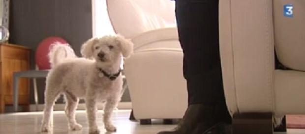 Topaze é um Bichon Frise que foi encontrado, 11 anos depois de fugir. Veja que história incrível. Topaze é um Bichon Frise que foi encontrado, 11 anos depois de fugir. Veja que história incrível.