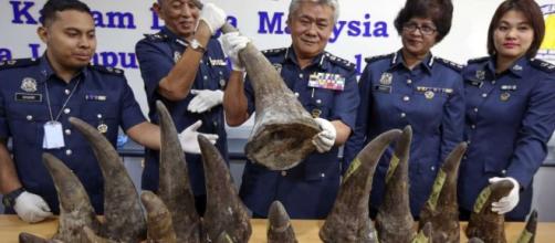 Malaysia seizes millions worth of rhinoceros horns - image credit timesunion.com