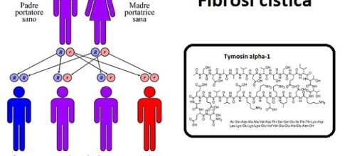 La timosina alfa 1 riattiva la proteina Cftr, responsabile fibrosi cistica, una rara malattia genetica, ereditaria, ancora senza farmaci specifici.