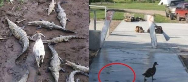 Alguns animais acabam abusando da boa vontade Alguns animais acabam abusando da boa vontade