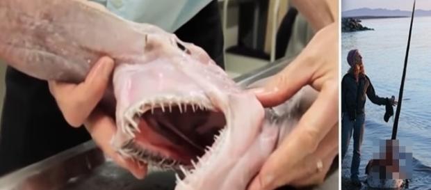 Tubarão doende é um dos animais nessa lista bizarra. Tubarão doende é um dos animais nessa lista bizarra.