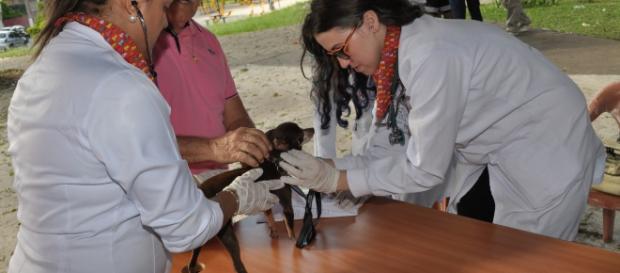 Veterinárias no embate contra o câncer de boca, em animais de estinmação ( Foto de Manoel Fernandes) Veterinárias no embate contra o câncer de boca, em animais de estinmação ( Foto de Manoel Fernandes)