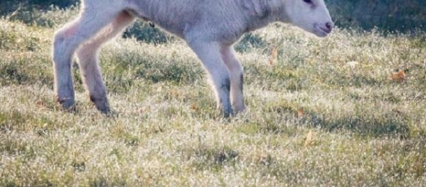 Un ristorante su 4 non servirà carne di agnello a Pasqua (foto -Ansa) Un ristorante su 4 non servirà carne di agnello a Pasqua (foto -Ansa)