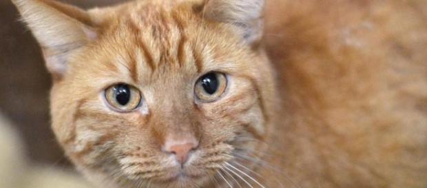 prohibe comer carne de gato y perro y otras 6 noticias de la ... - lavanguardia.com prohibe comer carne de gato y perro y otras 6 noticias de la ... - lavanguardia.com
