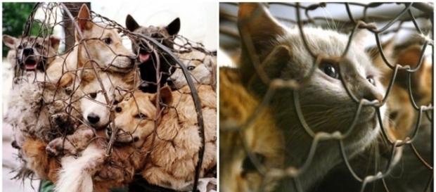 Taiwan proíbe consumo de carne de cachorros e gatos Taiwan proíbe consumo de carne de cachorros e gatos