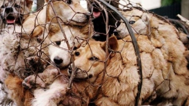 Taiwan abolisce il consumo di carne di cane e di gatto.