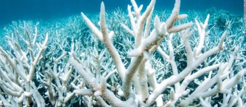 Great Barrier Reef 'cooking and dying' as seas heat up, warn ... - linkwaylive.com