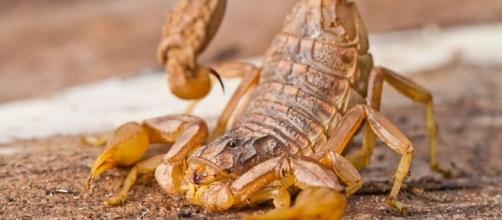 Scorpion - Brooker Pest Control - brookerpestcontrol.com