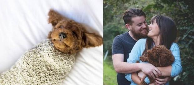 Casal resolveu mostrar todo seu amor pelo seu cãozinho Casal resolveu mostrar todo seu amor pelo seu cãozinho