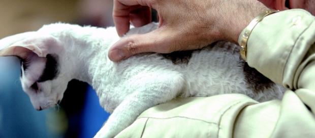 Doenças de animais e humanos podem ser semelhantes Doenças de animais e humanos podem ser semelhantes