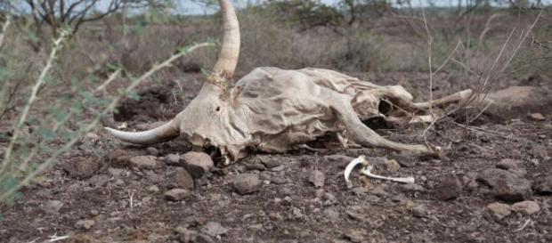El Nino sorgt für Dürre in Äthiopien: Äthiopien trocknet aus - Blick - blick.ch El Nino sorgt für Dürre in Äthiopien: Äthiopien trocknet aus - Blick - blick.ch