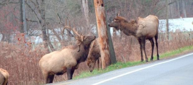 Elk near Punxsutawney PA USA photo by author Elk near Punxsutawney PA USA photo by author